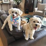 Bailey and Bodee 🇨🇦 - @bailey_and_bodee - Instagram