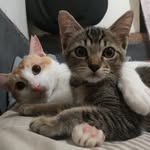 Bode and Bailey - @bodeandbailey - Instagram