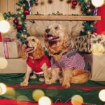 BODERBALL & BAILEY - @boder_and_bailey - Instagram