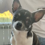 Bailey Bond Chihuahua - @baileybellbond - Instagram