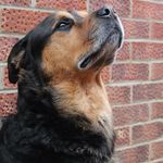Bailey Bowles - @bailey_therottie - Instagram