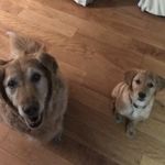 Bailey Boyle - @barkitsbaileyandmolly - Instagram