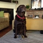 Bailey Brantley - @guinea_dog11 - Instagram