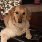 Bailey Bray - @bailey.the.goldenn - Instagram