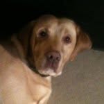 Bailey Bray (Dutton) - @bailey.the.teddy.bear.head - Instagram