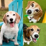 Brinkley Bailey and Bert - @brinkley_bailey_and_bert - Instagram