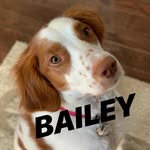 Bailey - @sirbailey_the_brittany - Instagram