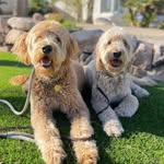Bailey💕 & Brock🩵 - @doodlewithbailey - Instagram