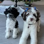 Bailey & Brock 🐾🐶 - @bailey_and_brock_ - Instagram