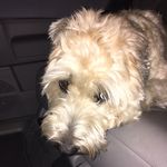 Bailey Browning - @bailey.the.wheaten.terror - Instagram