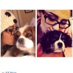 Bailey & Bruce - @bailey_bruce_cavaliers - Instagram