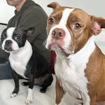 Bailey & Olive - @baileyofbuckingham - Instagram