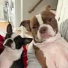 Bailey & Olive - @baileyofbuckingham - TikTok