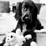Bailey from Buckingham Palace 🐾 - @bailey.thecocker__ - Instagram