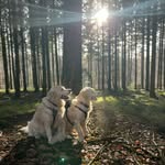 𝑩𝒖𝒅𝒅𝒚 𝒂𝒏𝒅 𝑩𝒂𝒊𝒍𝒆𝒚 ♡ - @the.goldenbuddyandbailey - Instagram