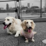 🐾 Ｂａｉｌｅｙ　＆　Ｂｕｄｄｙ🐾 - @baileyandhisbuddy - Instagram