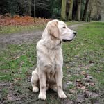 Bailey 🐶 - @bailey_buddy_butler - Instagram