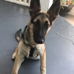 @bailey__buddy - Instagram