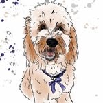 Bailey & Buddy - @bailey_and_buddy_doodles - Instagram