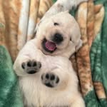 Bailey & Buddy - @keepin_upwithbaileynbuddy - Instagram