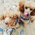 𝔹𝕒𝕚𝕝𝕖𝕪 & 𝔹𝕦𝕕𝕕𝕪 & 𝕋𝕖𝕕𝕕𝕪 - @bailey_buddy_miniature_poodle - Instagram