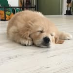 bailey - @bailey._.buddy - Instagram