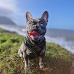 Bailey - @baileybuddyx - Instagram
