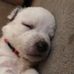 Bailey Buddy - @bailey_buddi - Instagram