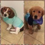 @bailey_buddy_bruno - Instagram