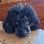 Bailey Buddy of Azkaban - @bailey.buddy.of_azkaban - Instagram
