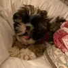 Bailey The Pup - @baileybuddy09 - TikTok