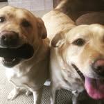 Bailey&Buddy - @bailey.and.buddy - Instagram