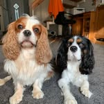 Bailey&Buddy - @bailey___buddy - Instagram