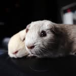 BaileyBuddy - @baileybuddy22 - Instagram