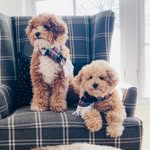 Buddy & Bailey 🐶🐶 - @buddyandbailey - Instagram