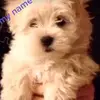 Just a girl and her dog - @baileybuddy_smiles - TikTok