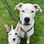 Buffy & Bailey - @buffy_u._baileys_welt_ - Instagram