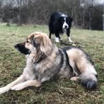 Buffy&Bailey - @buffybailey_ - Instagram
