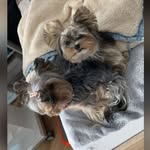 Buffy&Bailey - @buffyundbailey - Instagram