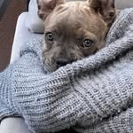 Bailey - @bailey_from_the_crazy_bunch - Instagram