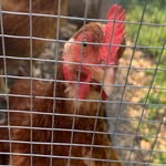 Bailey Bunch - @orangefowlplay - Instagram