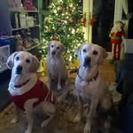 The Bailey bunch - @bailey234735 - Instagram