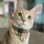 The Furry Bailey Bunch - @thefurrybaileybunch - Instagram