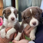 Bailey & Bundy - @hangingwithbaileyandbundy - Instagram