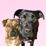 Bailey & Bundy - @thestaffyxsisters - Instagram