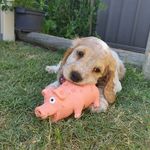 Bailey Bundy 💙 - @baileyy_thecockerspaniel - Instagram