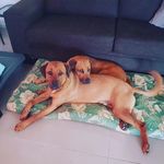 Bundy & Bailey - @bundy_bailey - Instagram