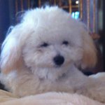 Bailey Burch - @fluffydowgbailey - Instagram