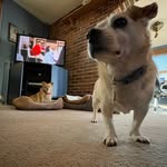 @baileyburger_and_billiejean - Instagram