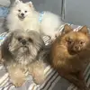 CaiunBaileyBurger - @caiunbaileyburger - TikTok